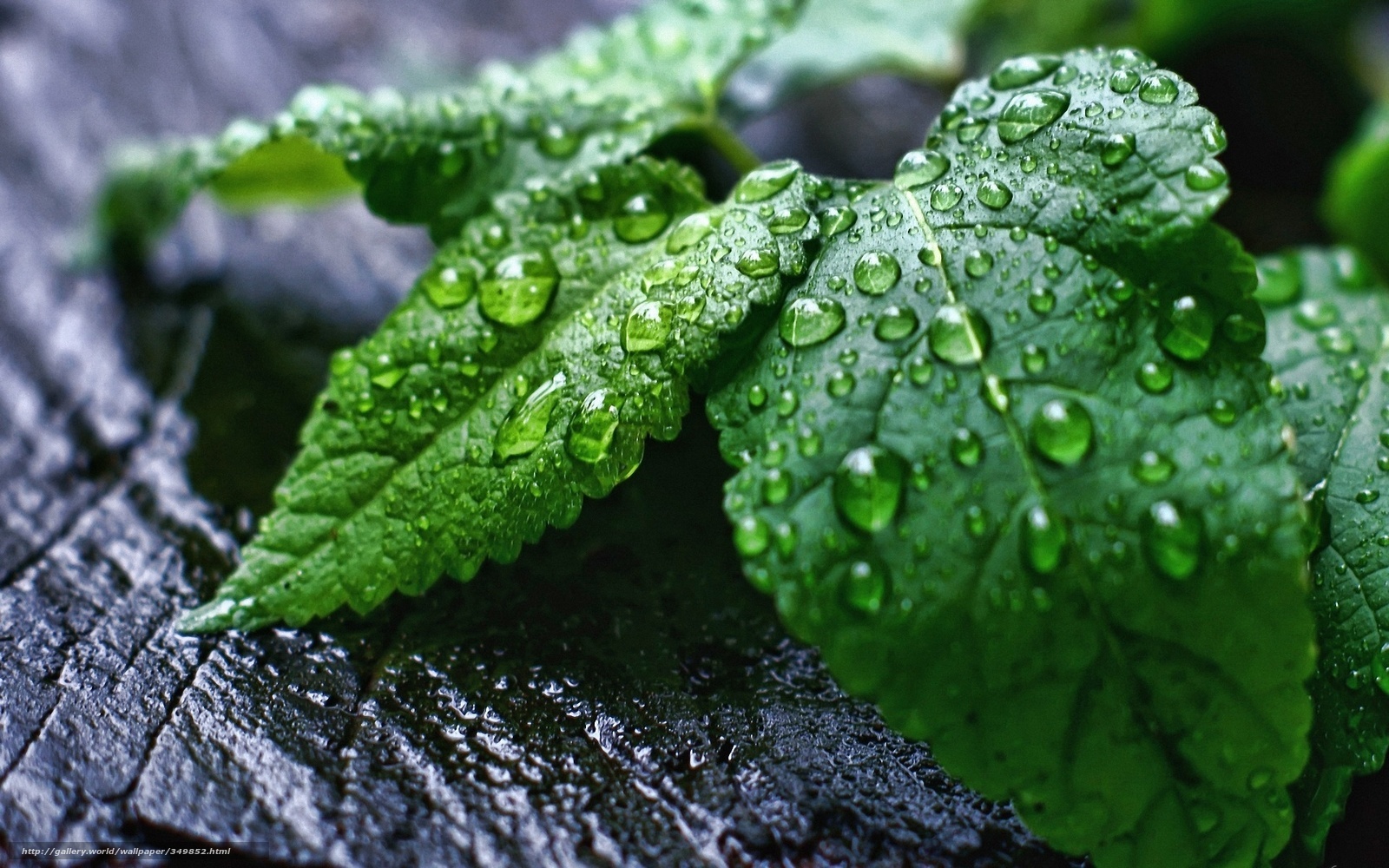 Green leaves with raindrops