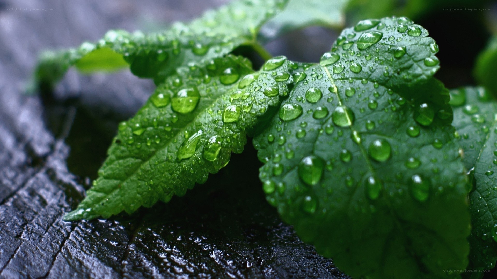 Green leaves with raindrops