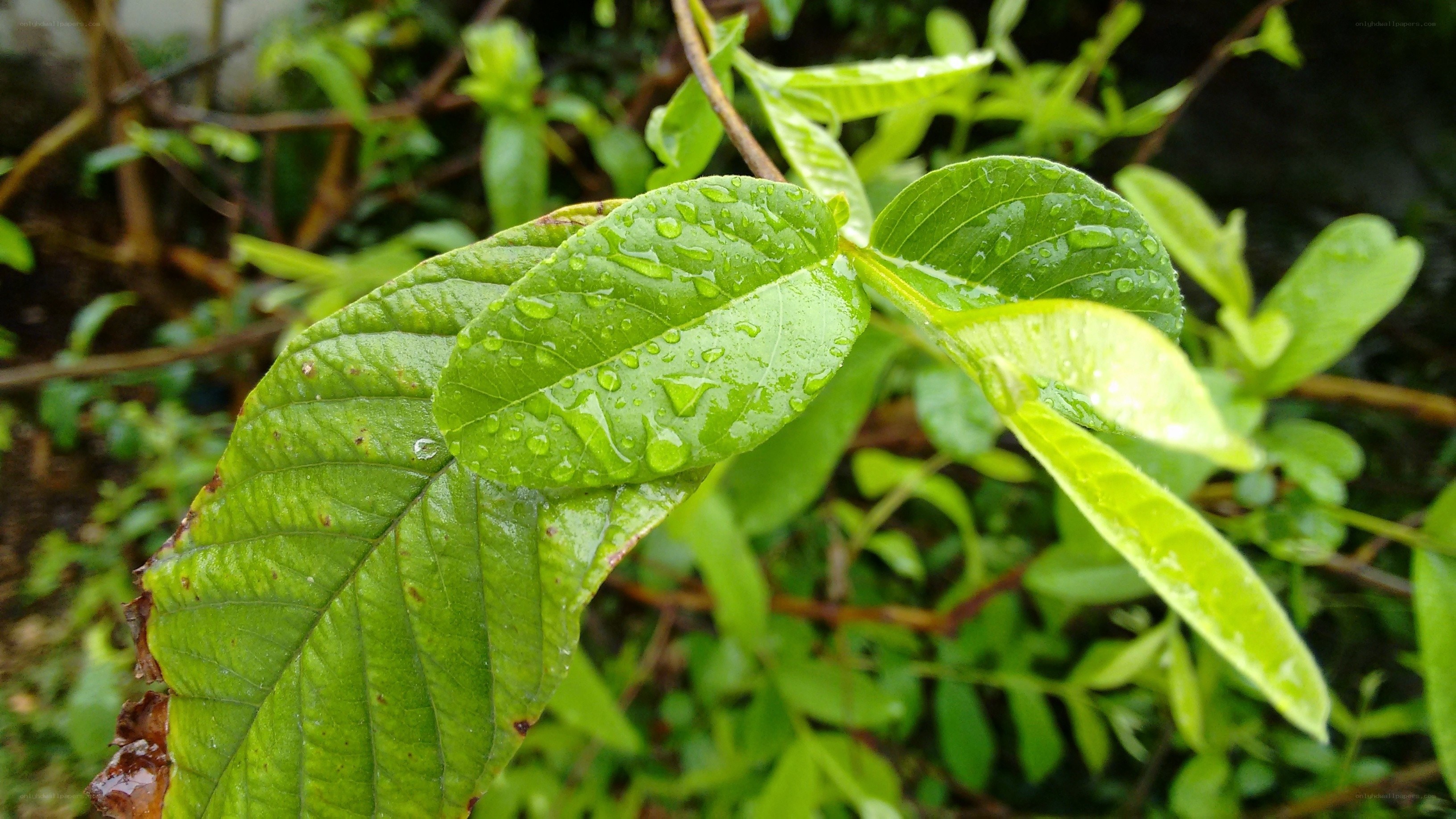 green leaves with raindrops