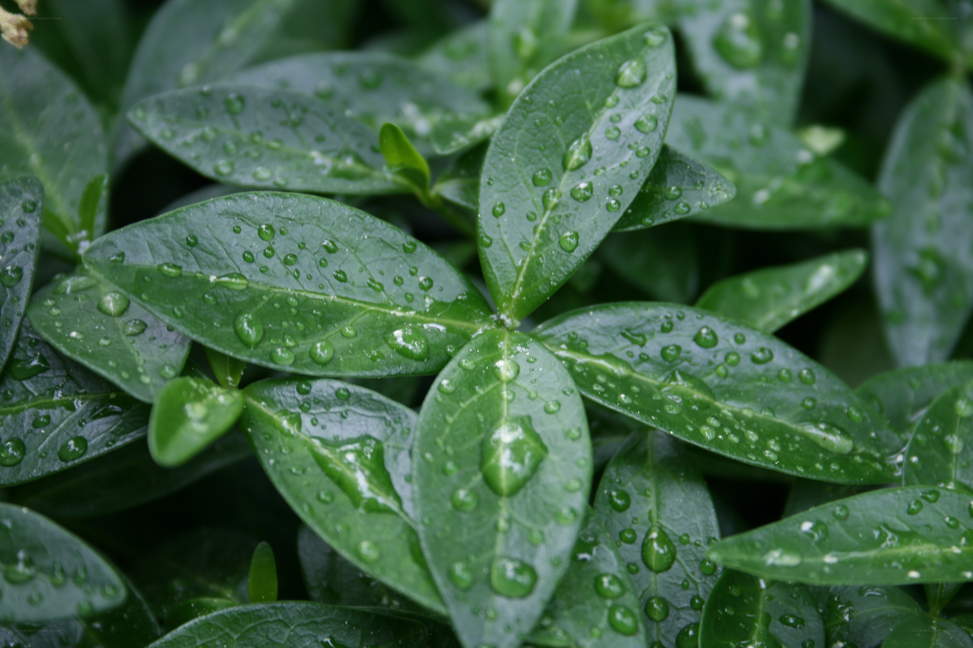 green leaves with raindrops