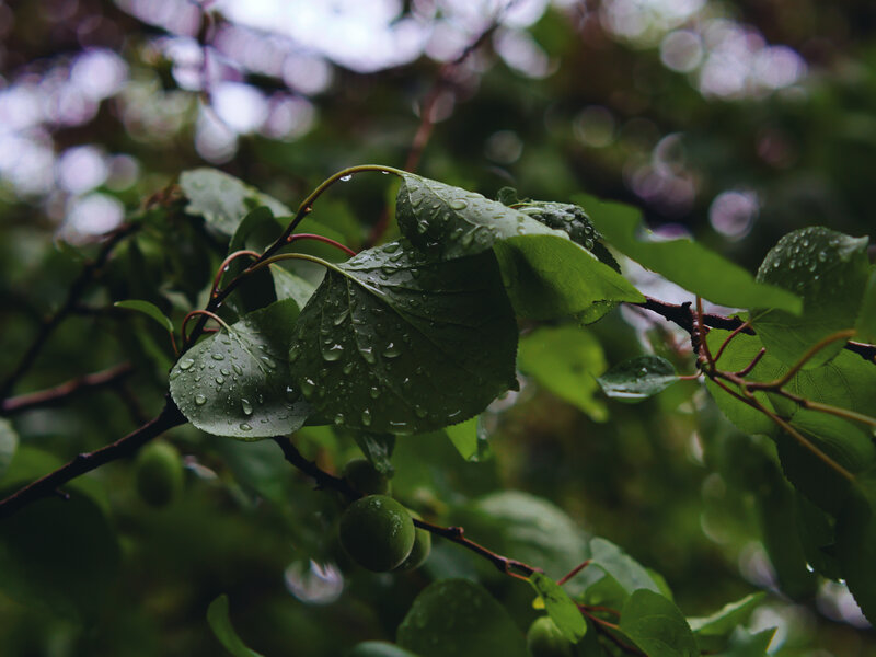 Green Leaves with Raindrops — Calm, Spring