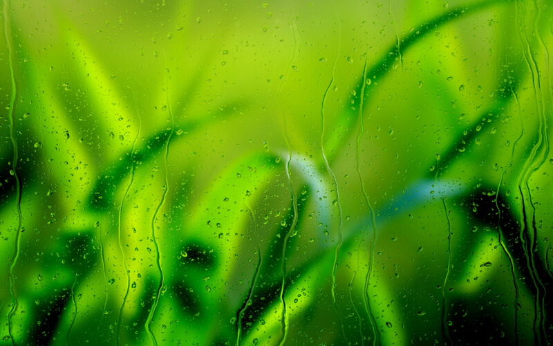Green Leaves with Raindrops — Moist