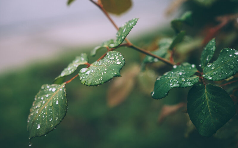 Green Leaves with Raindrops — Serene
