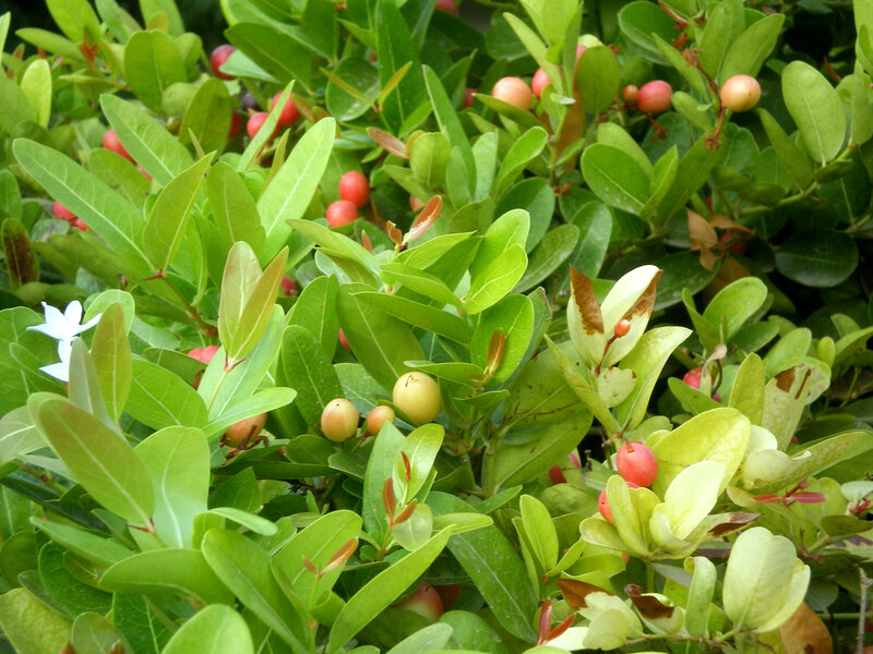 green leaves with red and yellow berries