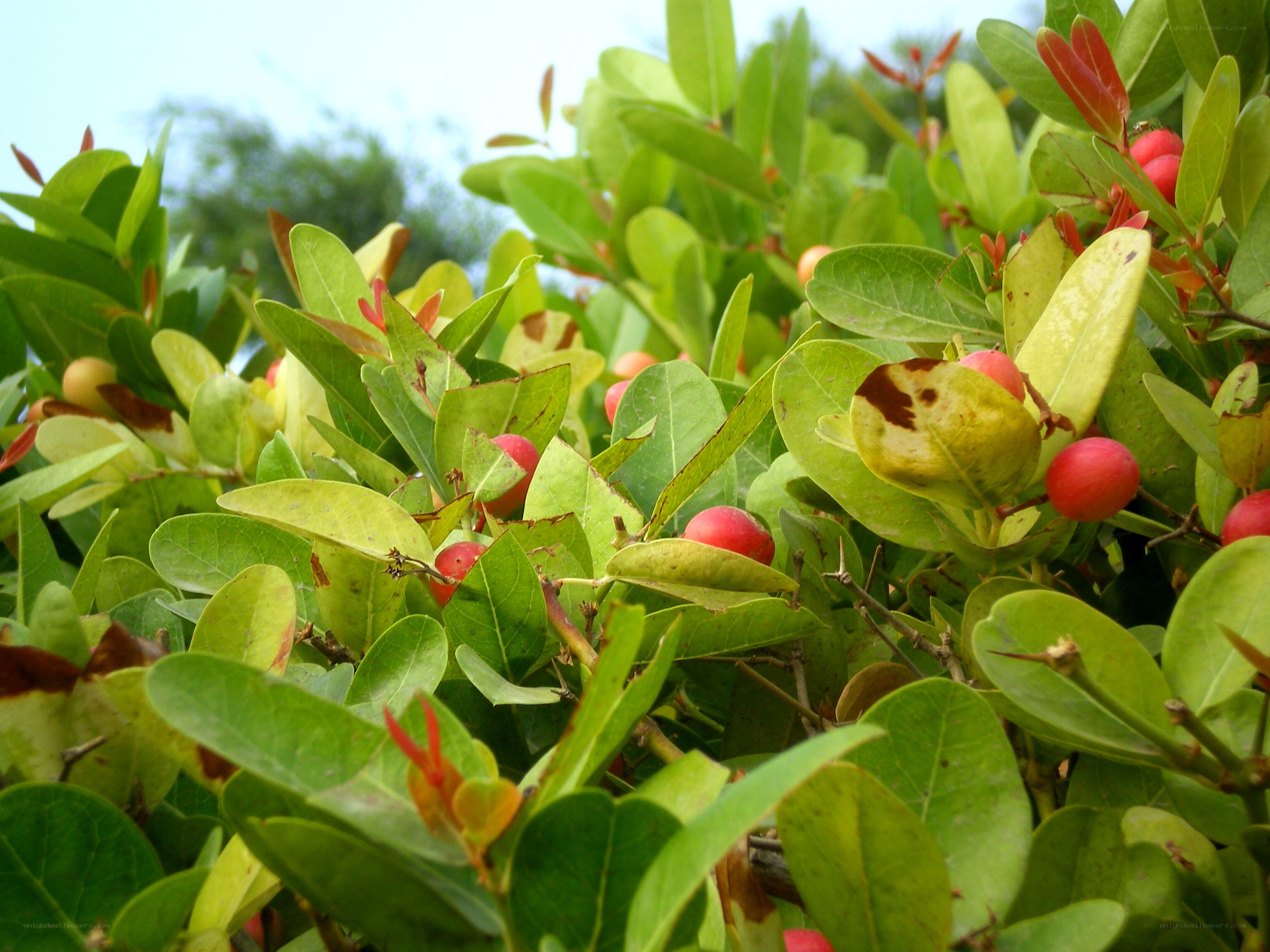 green leaves with red berries
