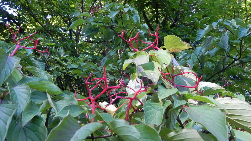 green leaves with red branches