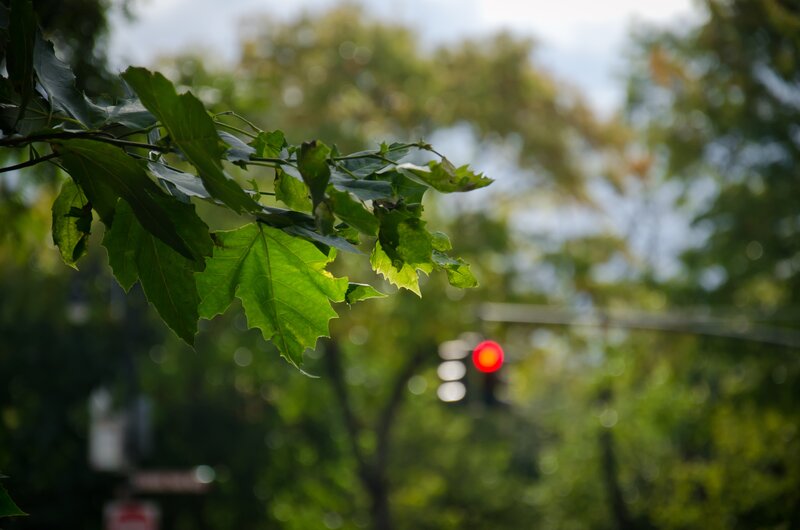 green leaves with red light