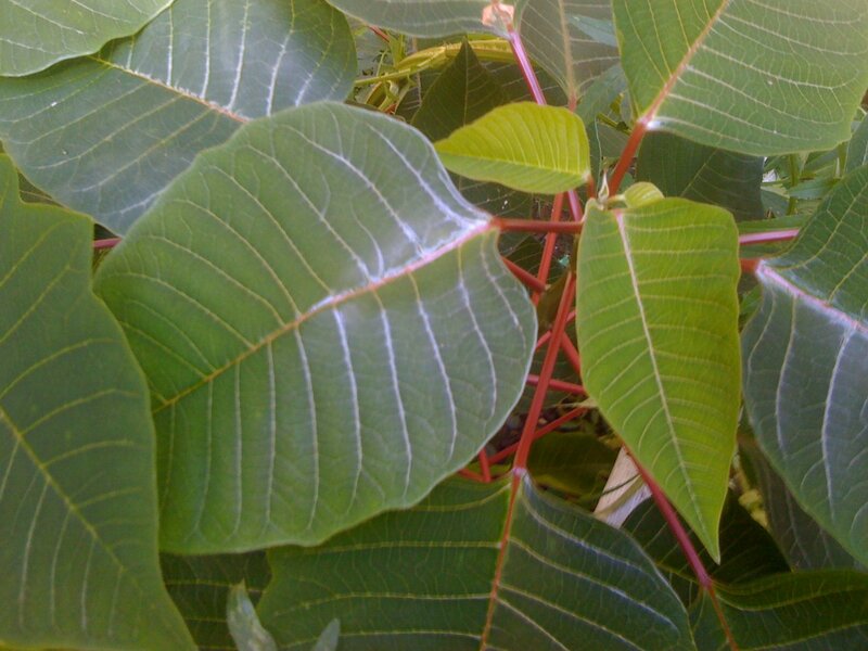 green leaves with red stems