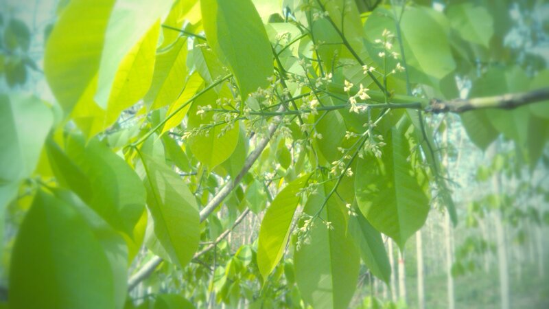 Green Leaves with Small Flowers — Serene
