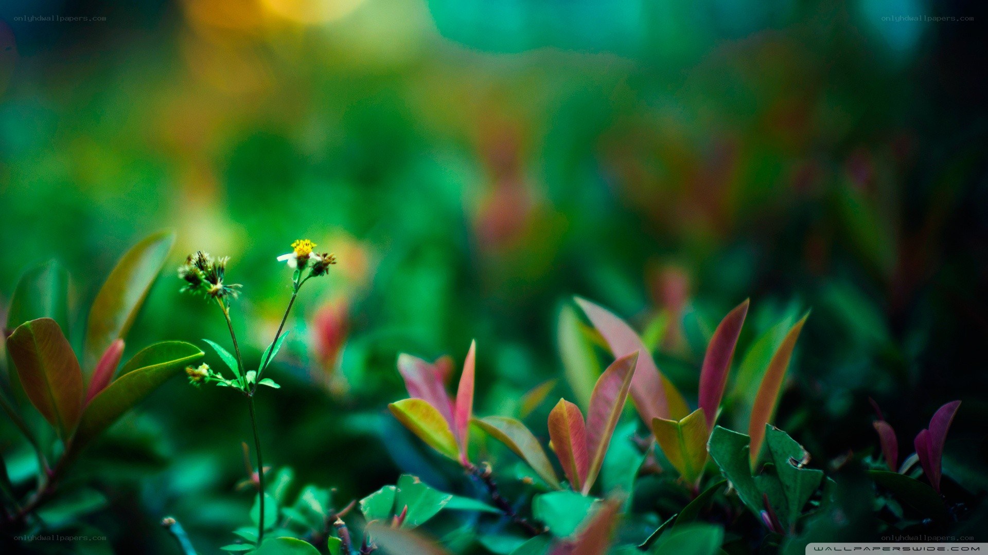 green leaves with small flowers