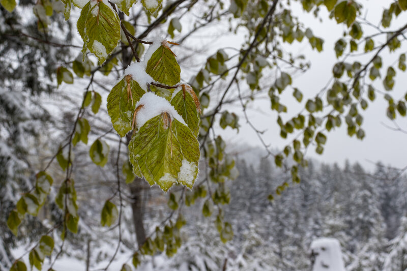 Green Leaves with Snow — Calm, Winter