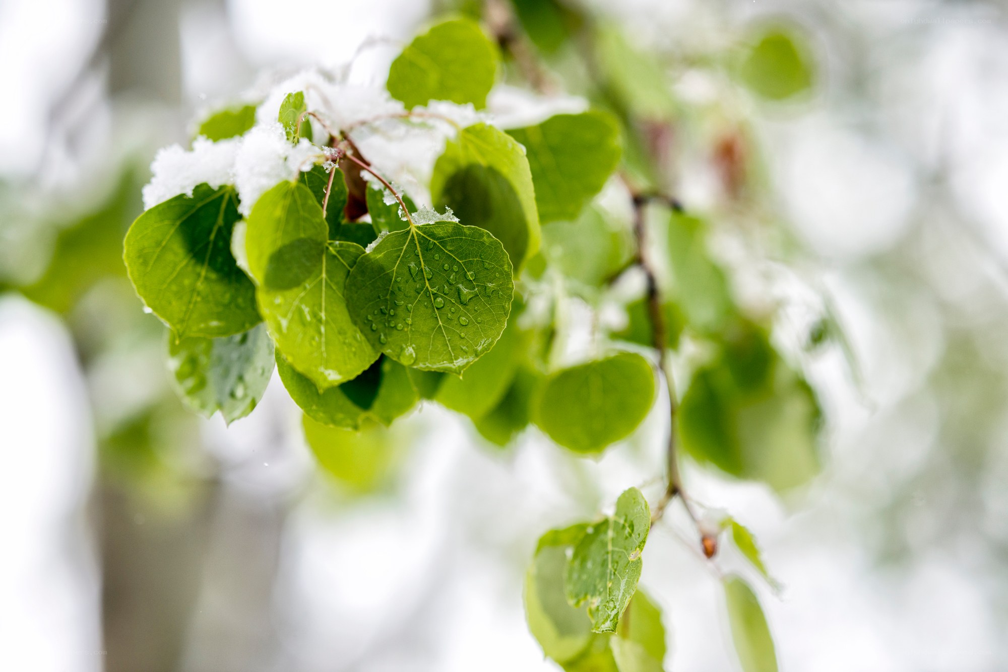 green leaves with snow