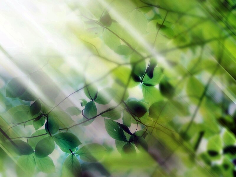 Green Leaves with Sunlight — Serene