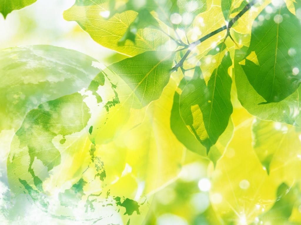 green leaves with sunlit globe