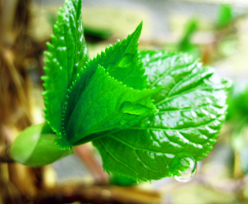Green Leaves with Water Droplet