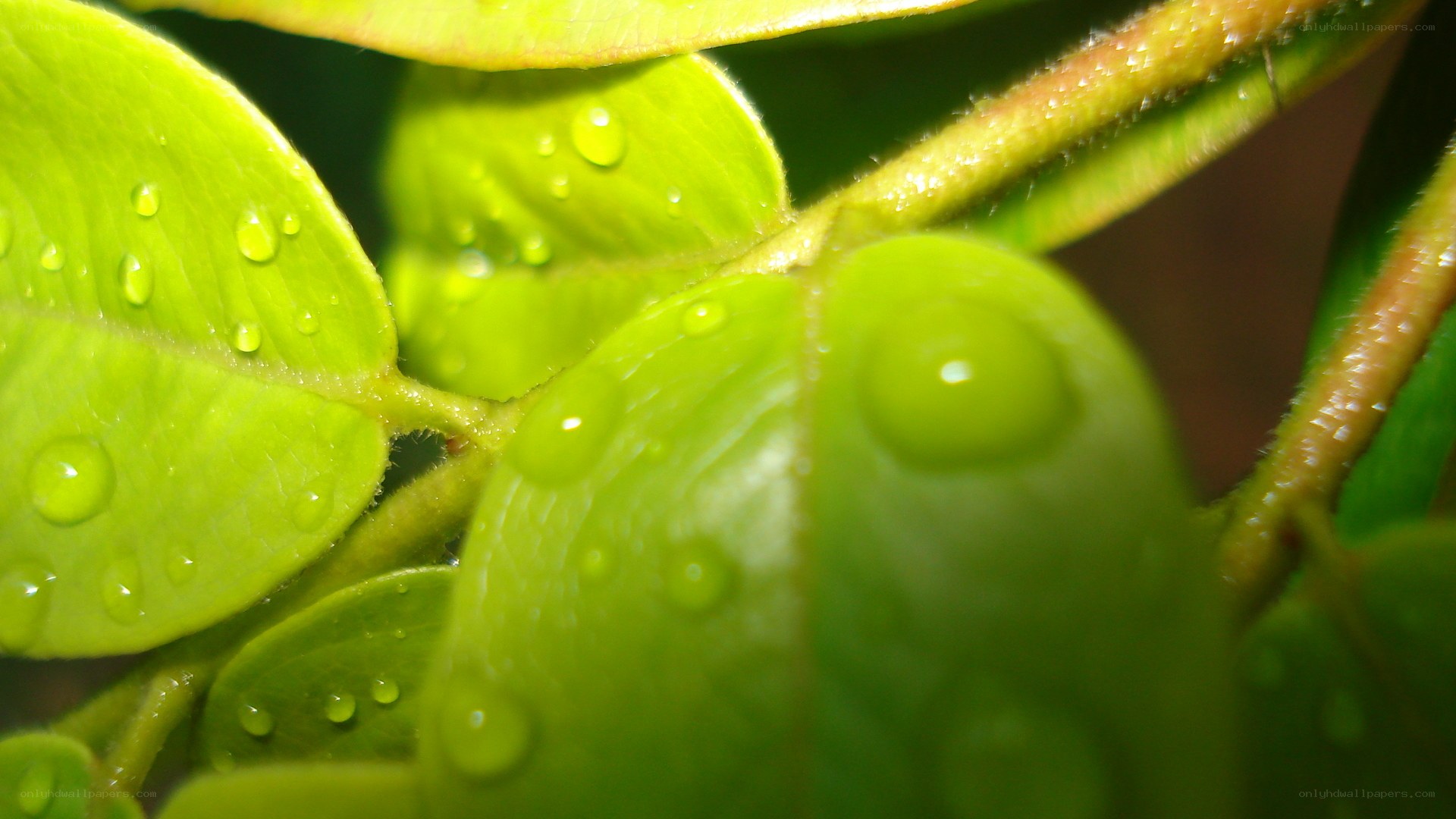 Green leaves with water droplets