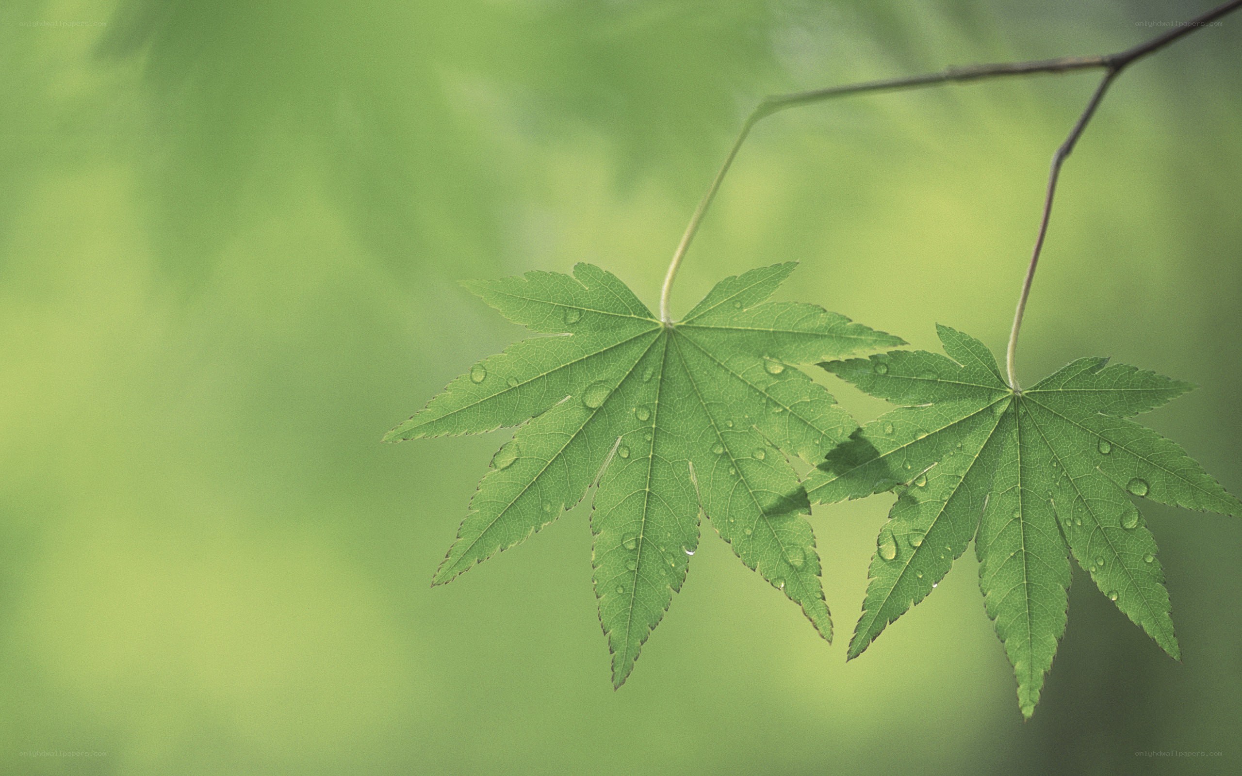 Green leaves with water droplets