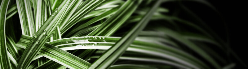 green leaves with water droplets