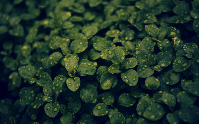 green leaves with water droplets