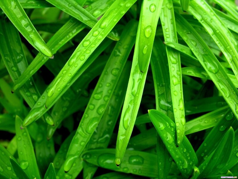 Green leaves with water droplets