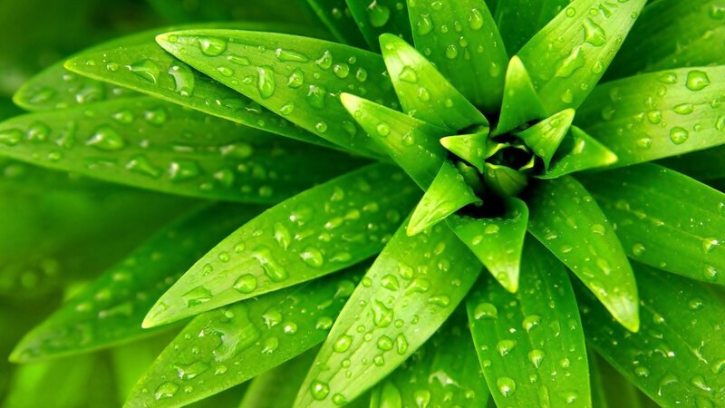 green leaves with water droplets