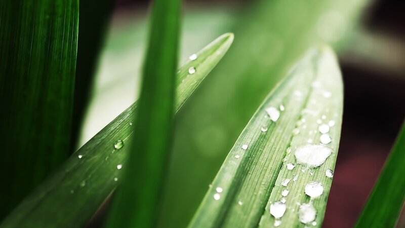 green leaves with water droplets