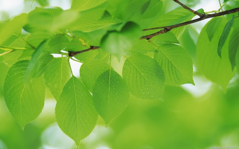green leaves with water droplets