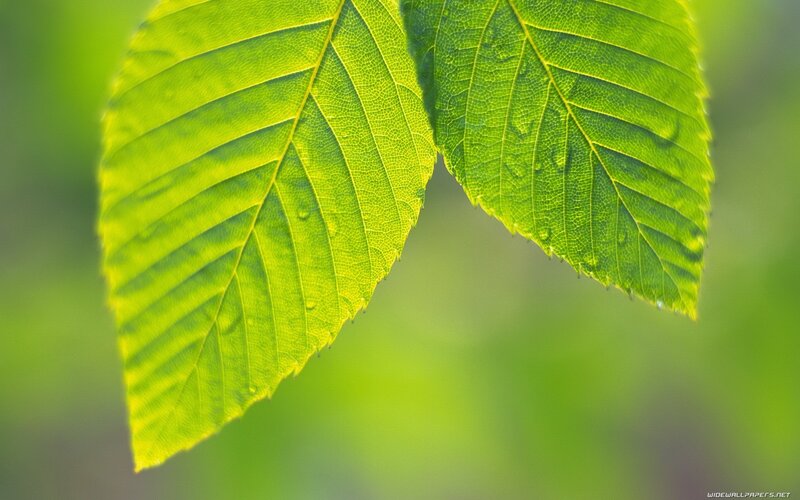green leaves with water droplets