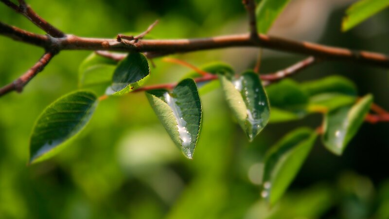 green leaves with water droplets