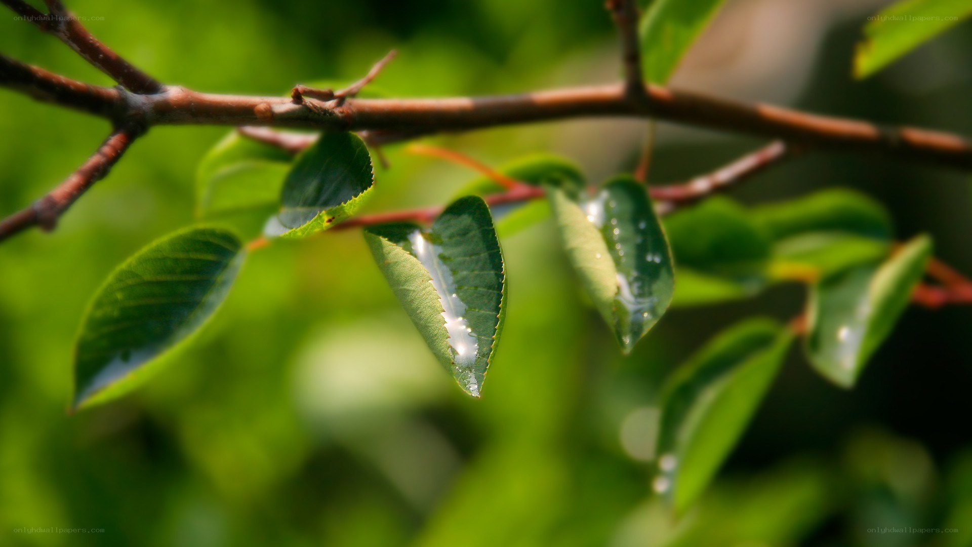 green leaves with water droplets