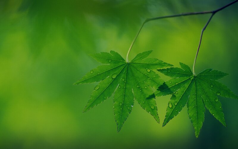 Green leaves with water droplets