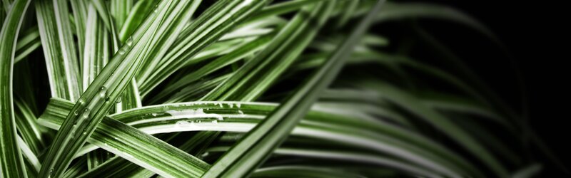 green leaves with water droplets