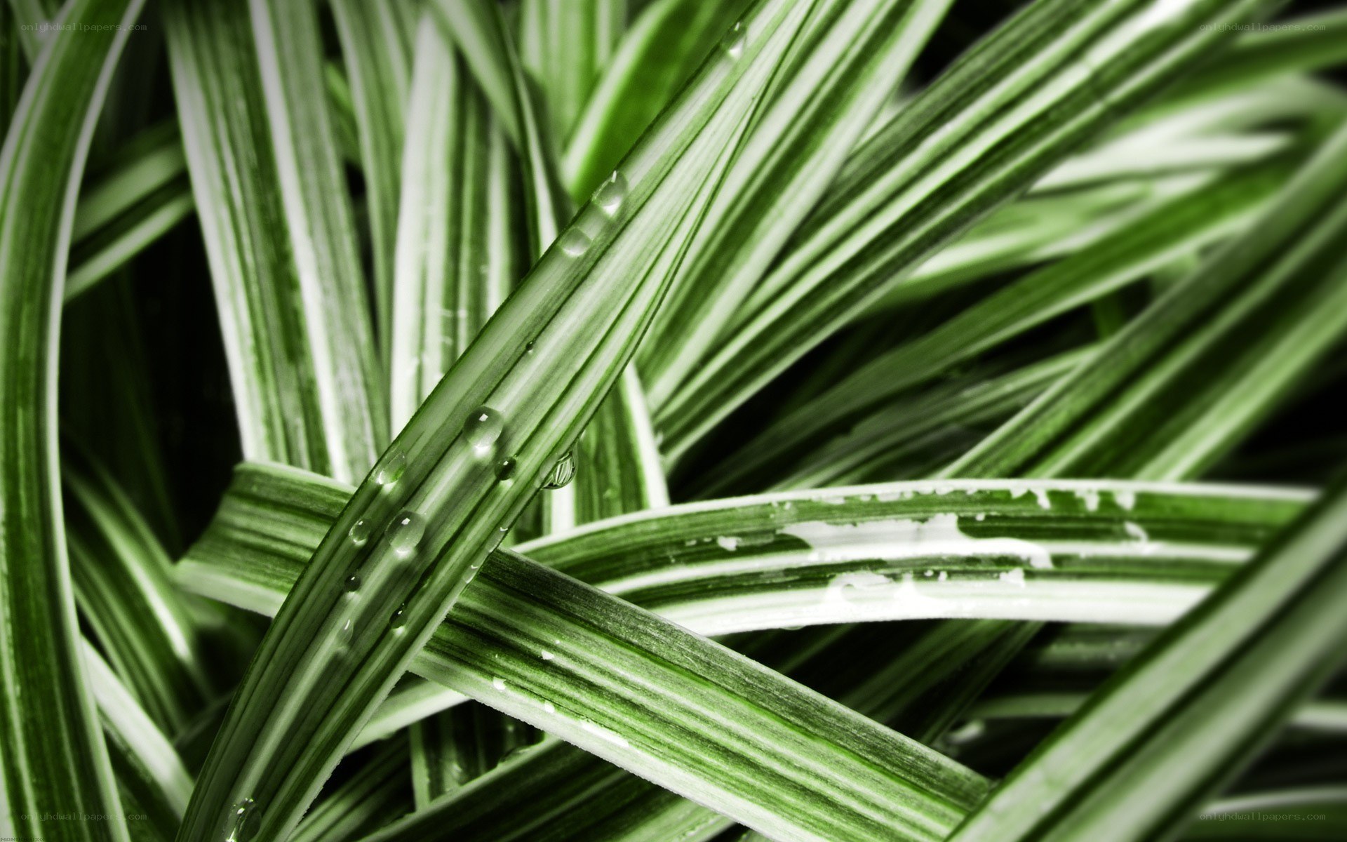 green leaves with water droplets