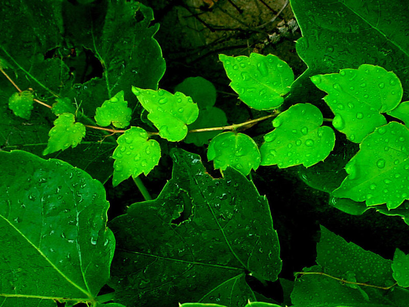 green leaves with water droplets