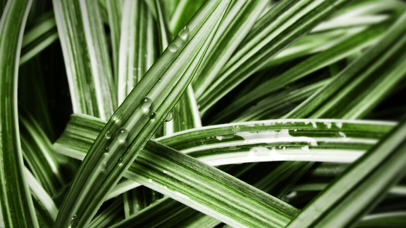 green leaves with water droplets
