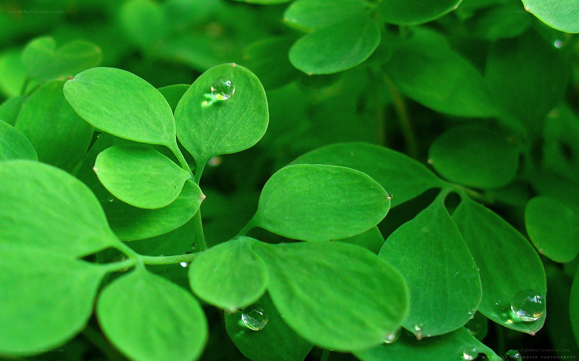 green leaves with water droplets