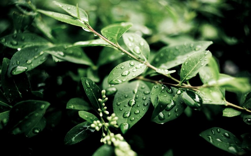 green leaves with water droplets