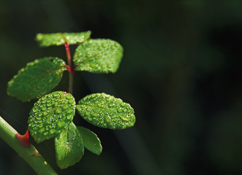 Green leaves with water droplets