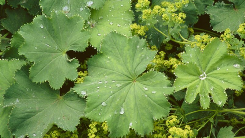 green leaves with water droplets