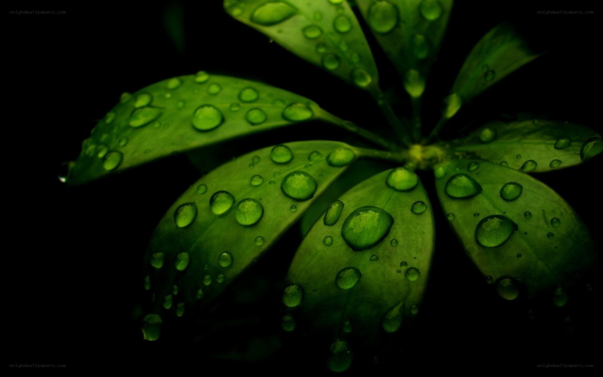 Green leaves with water droplets