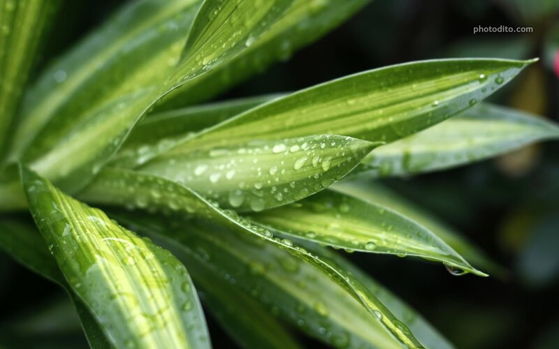 green leaves with water droplets