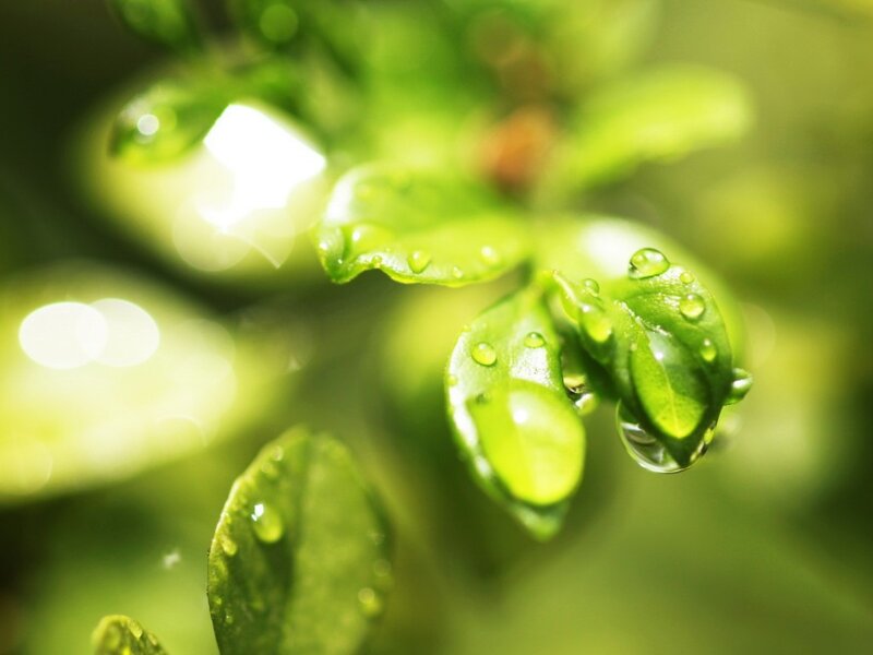 Green leaves with water droplets