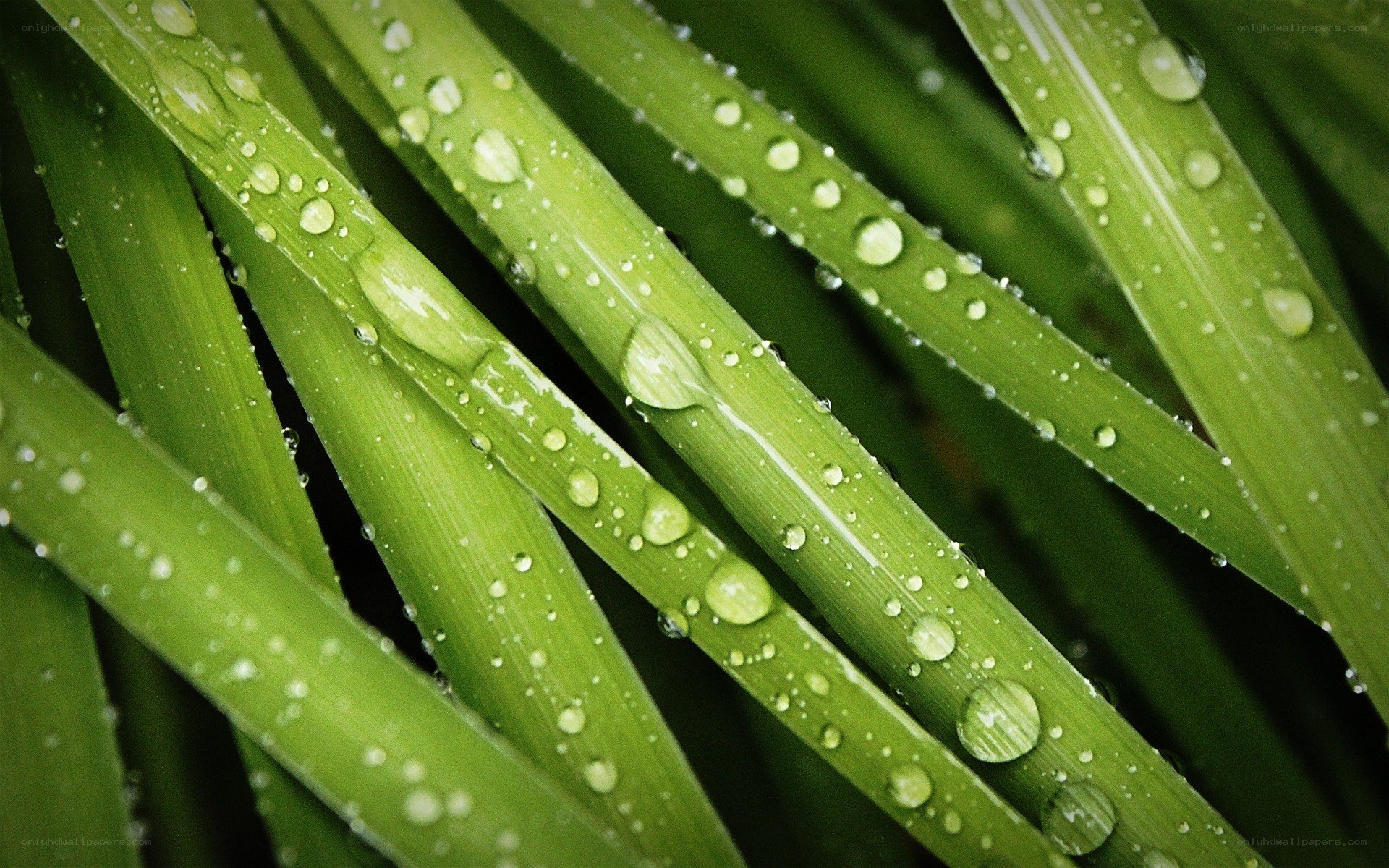 Green leaves with water droplets