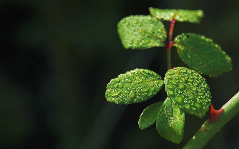 green leaves with water droplets