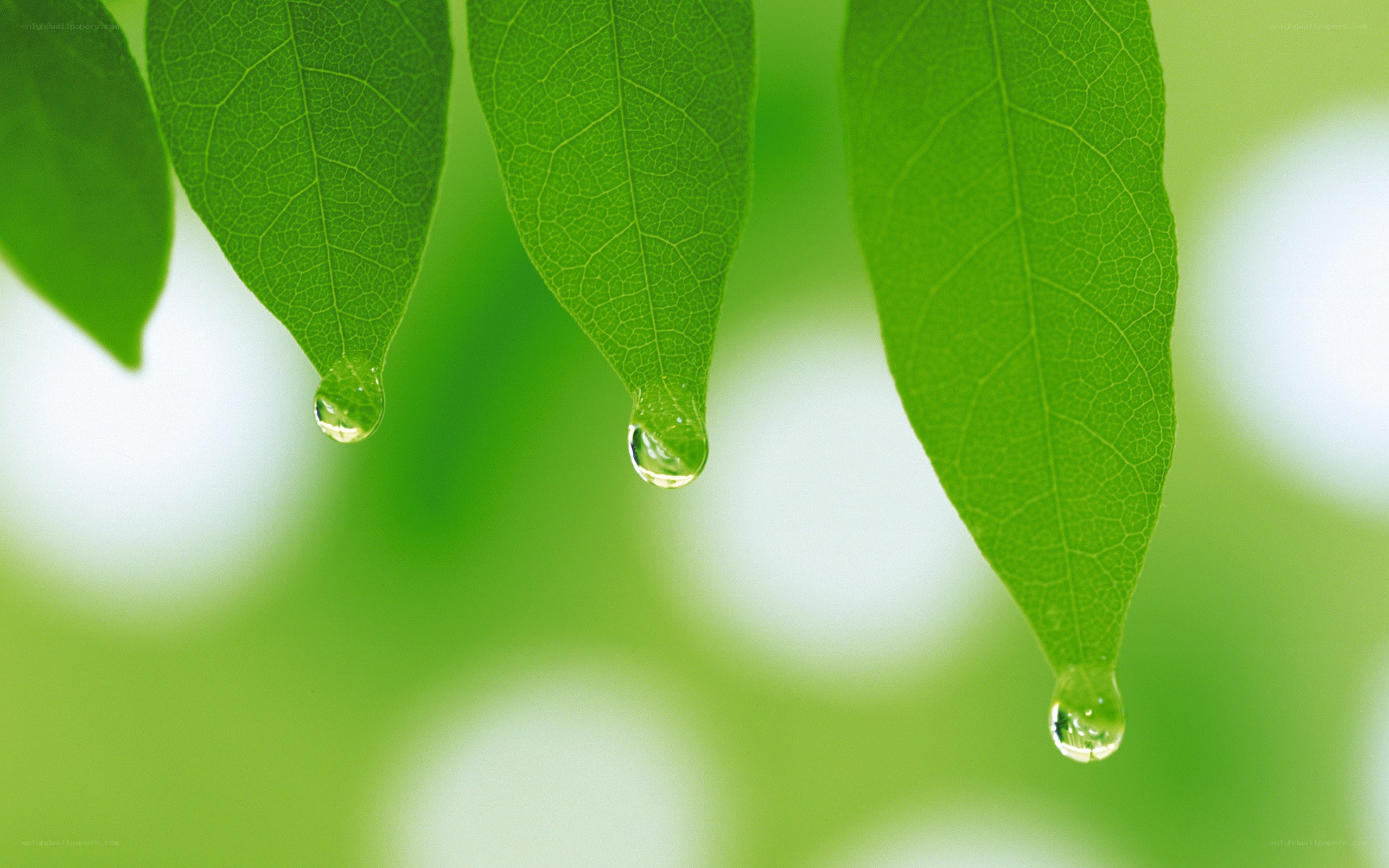 green leaves with water droplets