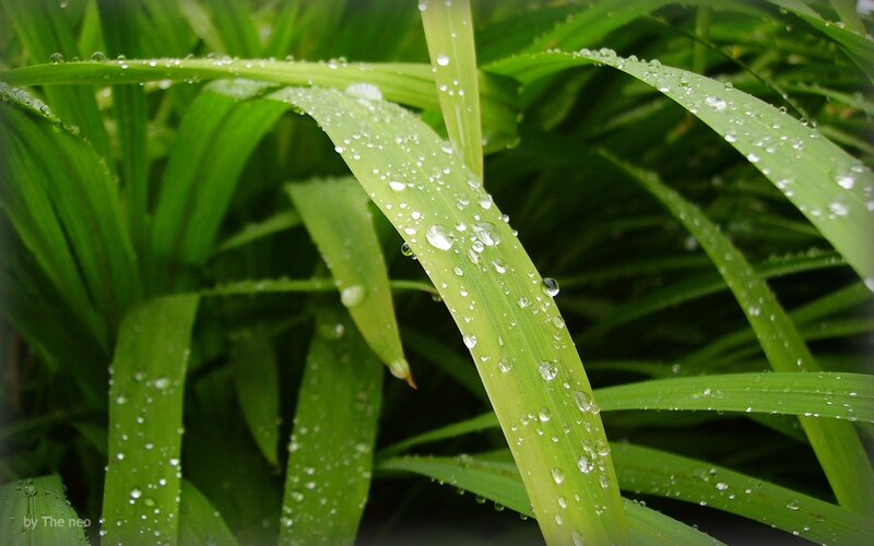 Green leaves with water droplets