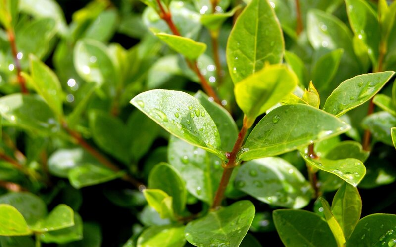 green leaves with water droplets