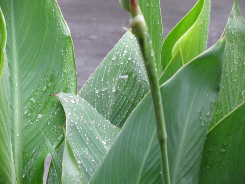green leaves with water droplets