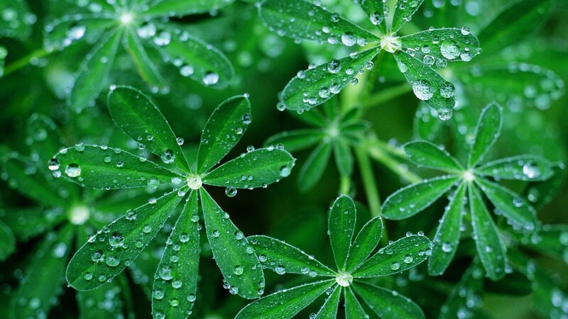 Green leaves with water droplets