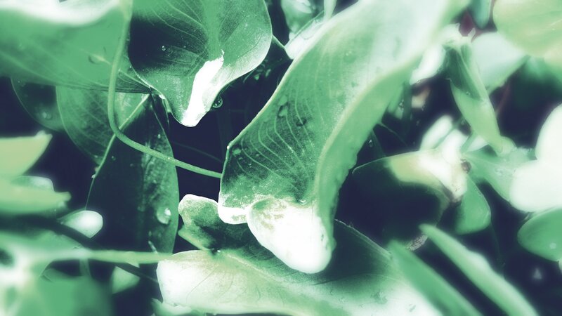 green leaves with water droplets